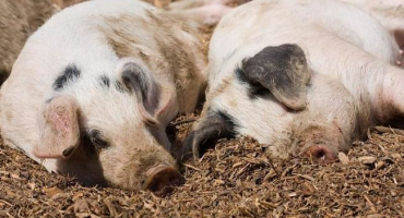 Nedostatek lovu u prasete